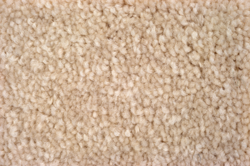 Cut Pile Carpet 1